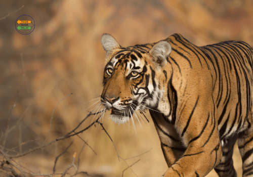 Golden Triangle Tour with Ranthambore 6 Days