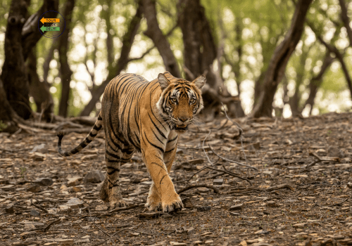 Golden Triangle Tour with Ranthambore 8 Days