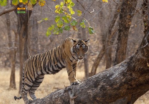 Golden Triangle Tour with Ranthambore 7 Days