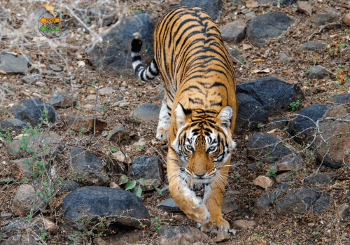 Golden Triangle Tour with Ranthambore 5 Days