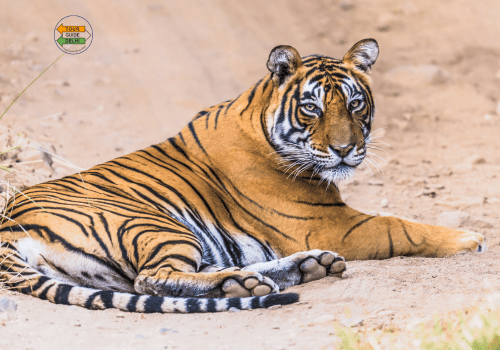 Golden Triangle Tour with Ranthambore 4 Days