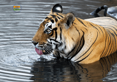 Golden Triangle Tour with Wildlife