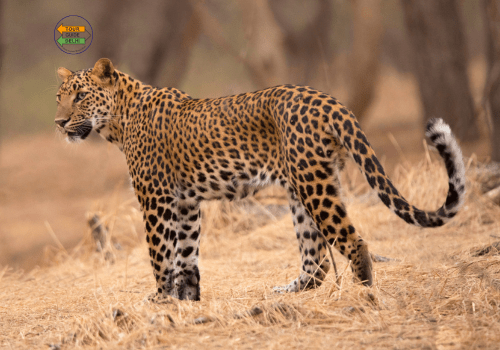 Golden Triangle Tour with Leopard Safari