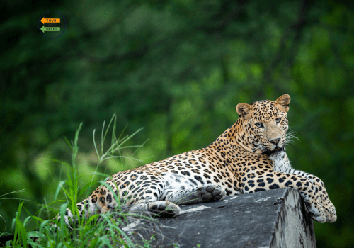 Golden Triangle with Tigers & Leopards