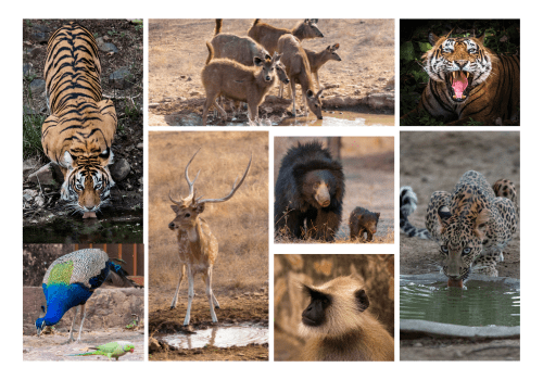 Golden Triangle Tours with Wildlife