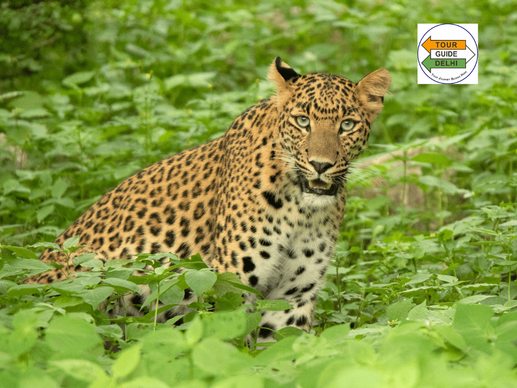 Golden Triangle Tour with Leopard Safari