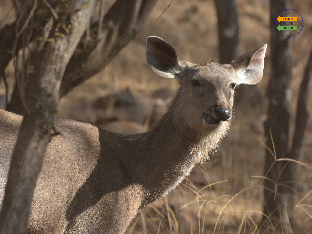 Rajasthan Tour with Wildlife